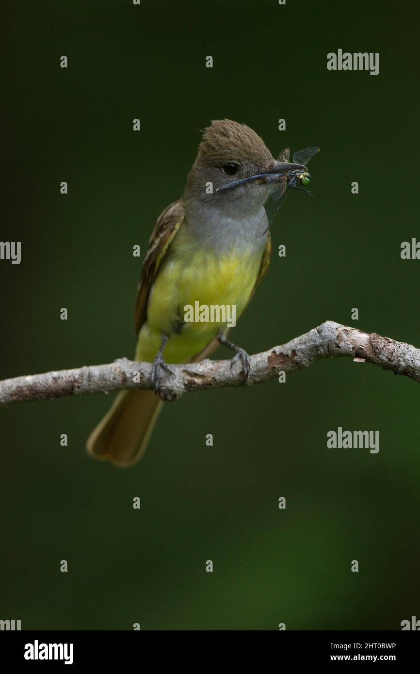 Grande flycatcher crestato (Myiarchus crinitus), arroccato, tenendo un insetto. Pennsylvania centrale, Stati Uniti Foto Stock