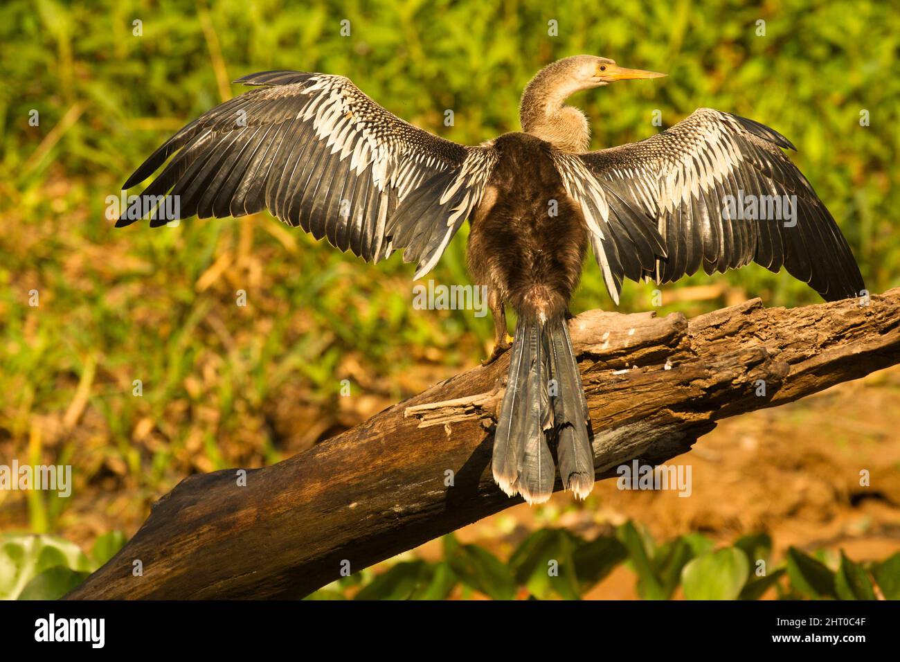 Anhinga (Anhinga anhinga) femmina che predica o asciuga le ali. Pantanal, Mato Grosso, Brasile Foto Stock