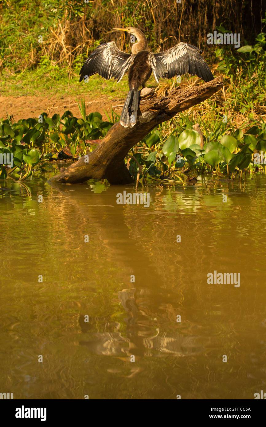 Anhinga (Anhinga anhinga) femmina su un moncone che si appoggia su acqua preening o asciugando le ali. Pantanal, Mato Grosso, Brasile Foto Stock