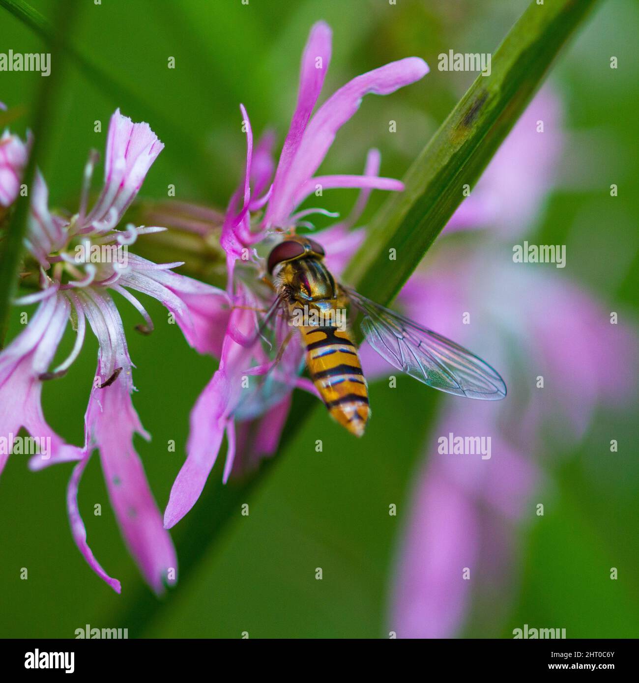 Grove hoverfly insetto su fiore animale macro fotografia Foto Stock