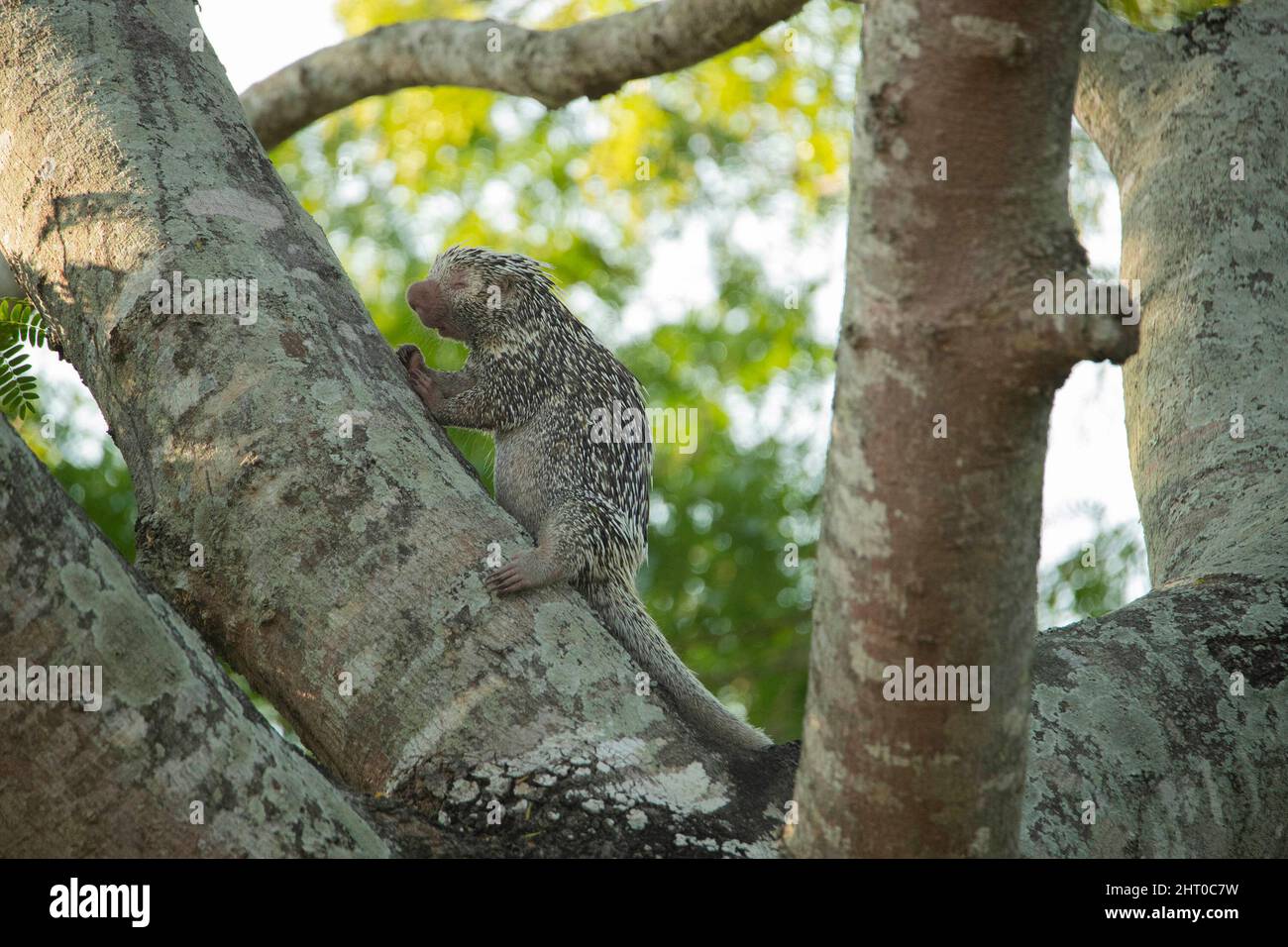 Porcupina brasiliana (Coendou prehensilis) che sale su un albero. È lungo da 66 a 97 cm, la metà di quella è la coda prehensile. Pantanal settentrionale, Mato Gro Foto Stock