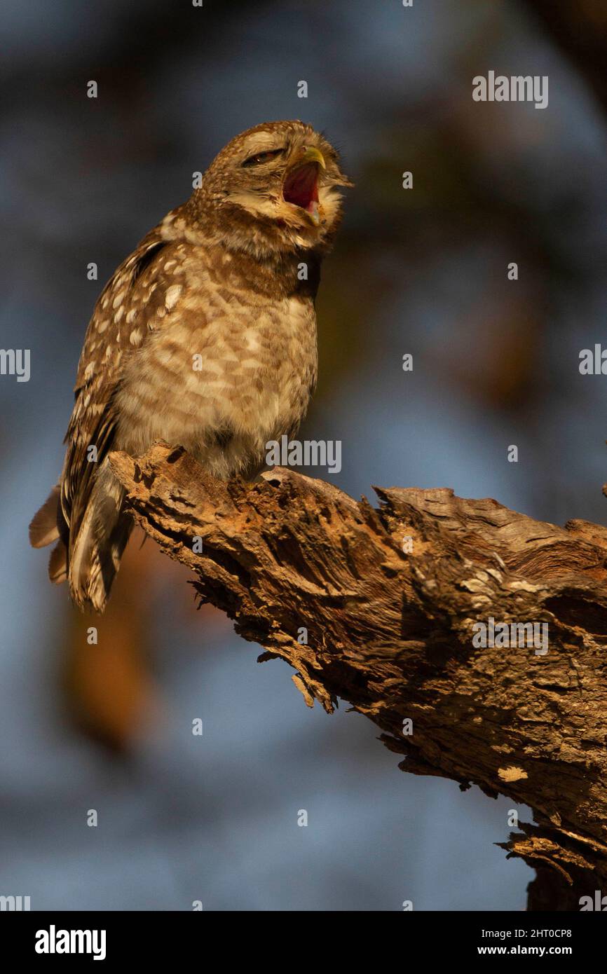 il gufo macchiato (Athene brama) arroccato. Parco Nazionale di Kanha, Madhya Pradesh, India Foto Stock