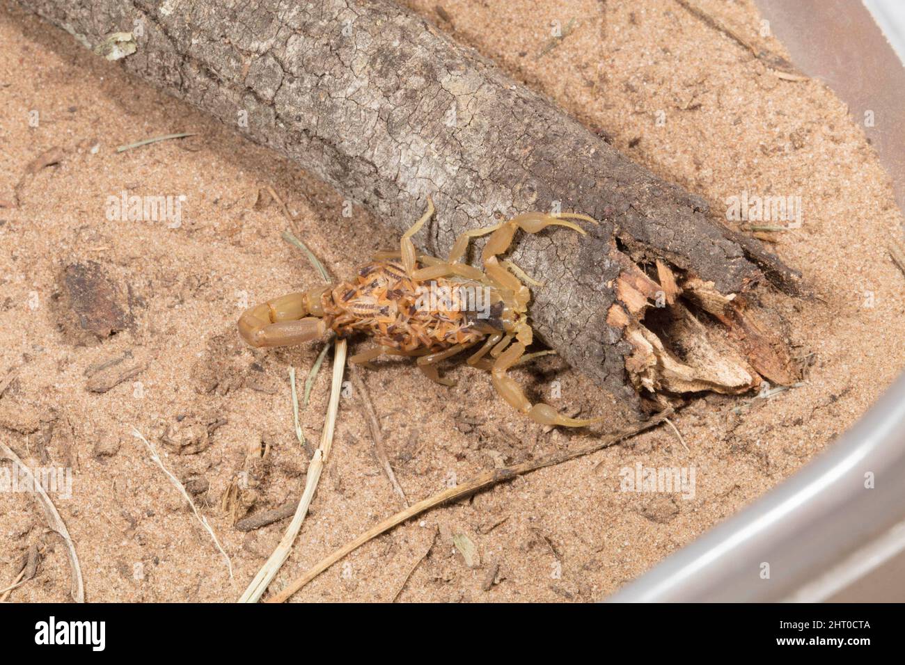 Scorpione corteccia a strisce (Centruroides vittatus) femmina con giovane sulla schiena. La covata media è di circa 30 ma può essere superiore a 50. Texas meridionale, Stati Uniti Foto Stock
