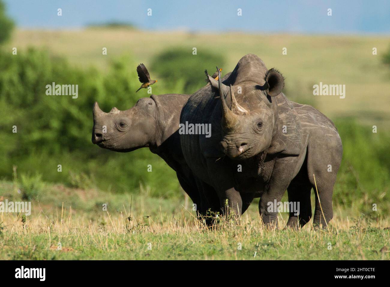 Coppia di rinoceronti neri (Diceros bicornis) in savana. Parco Nazionale di Serengeti, Tanzania Foto Stock