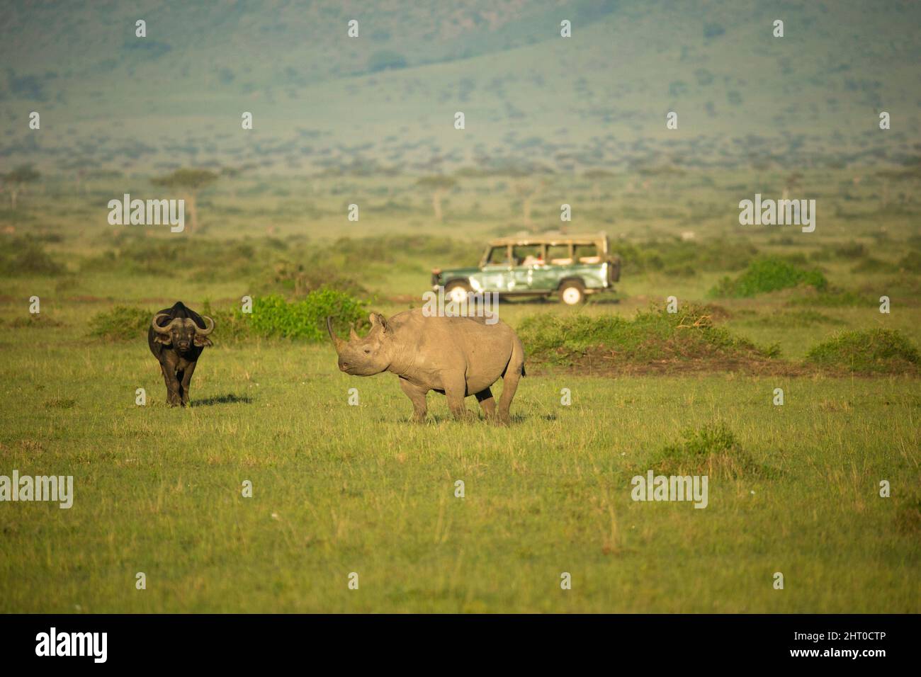 Rinoceronte nero (Diceros bicornis) pascolo in savana con un bufala africano (Syncerus caffer) e un veicolo turistico safari oltre. Masai Mara Nati Foto Stock