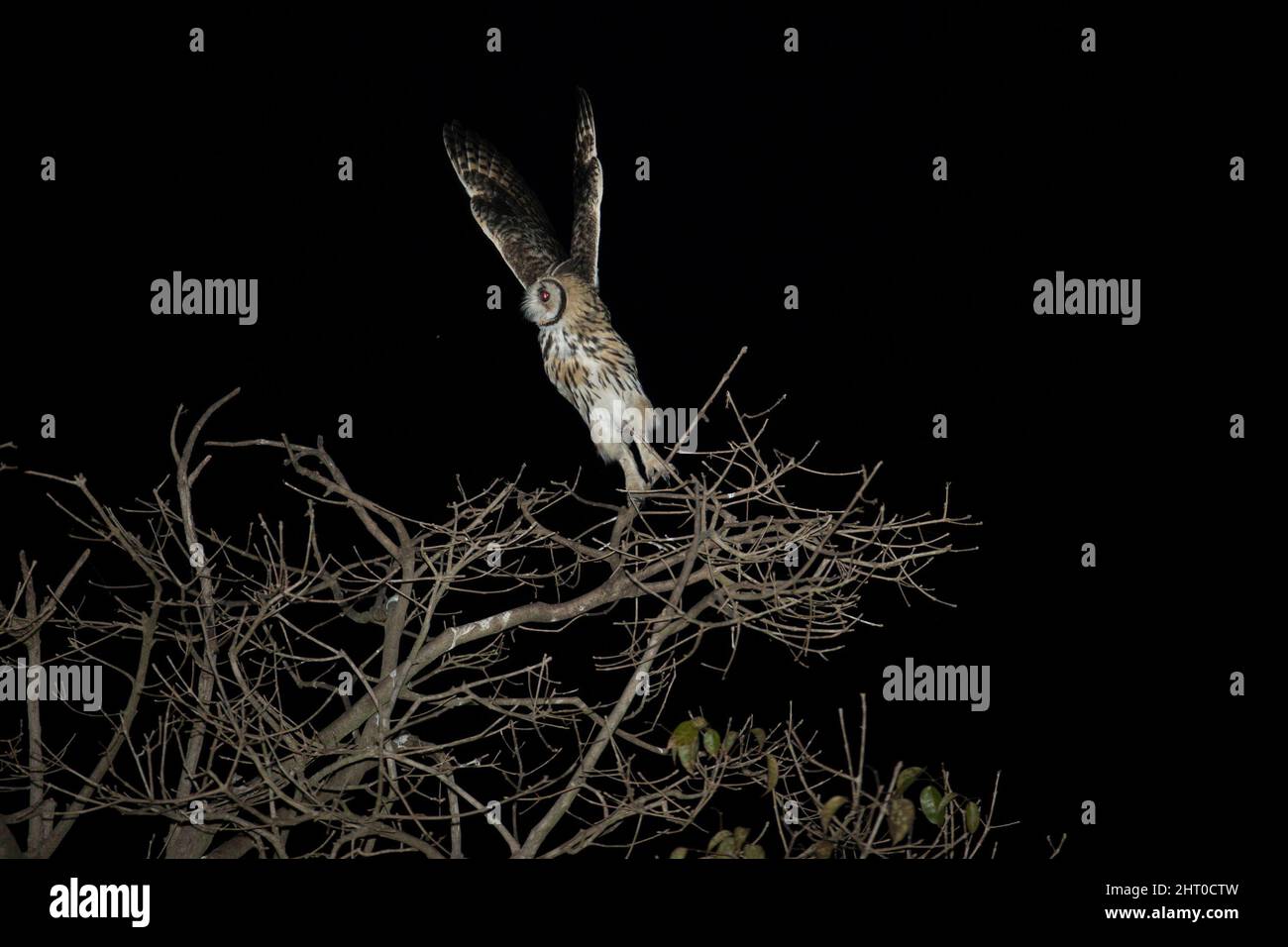 Gufo striato (asio clamator)prendendo il volo da un albero di notte. Il piumaggio dei sessi è simile, ma la femmina è un po’ più grande del maschio. Nord Foto Stock