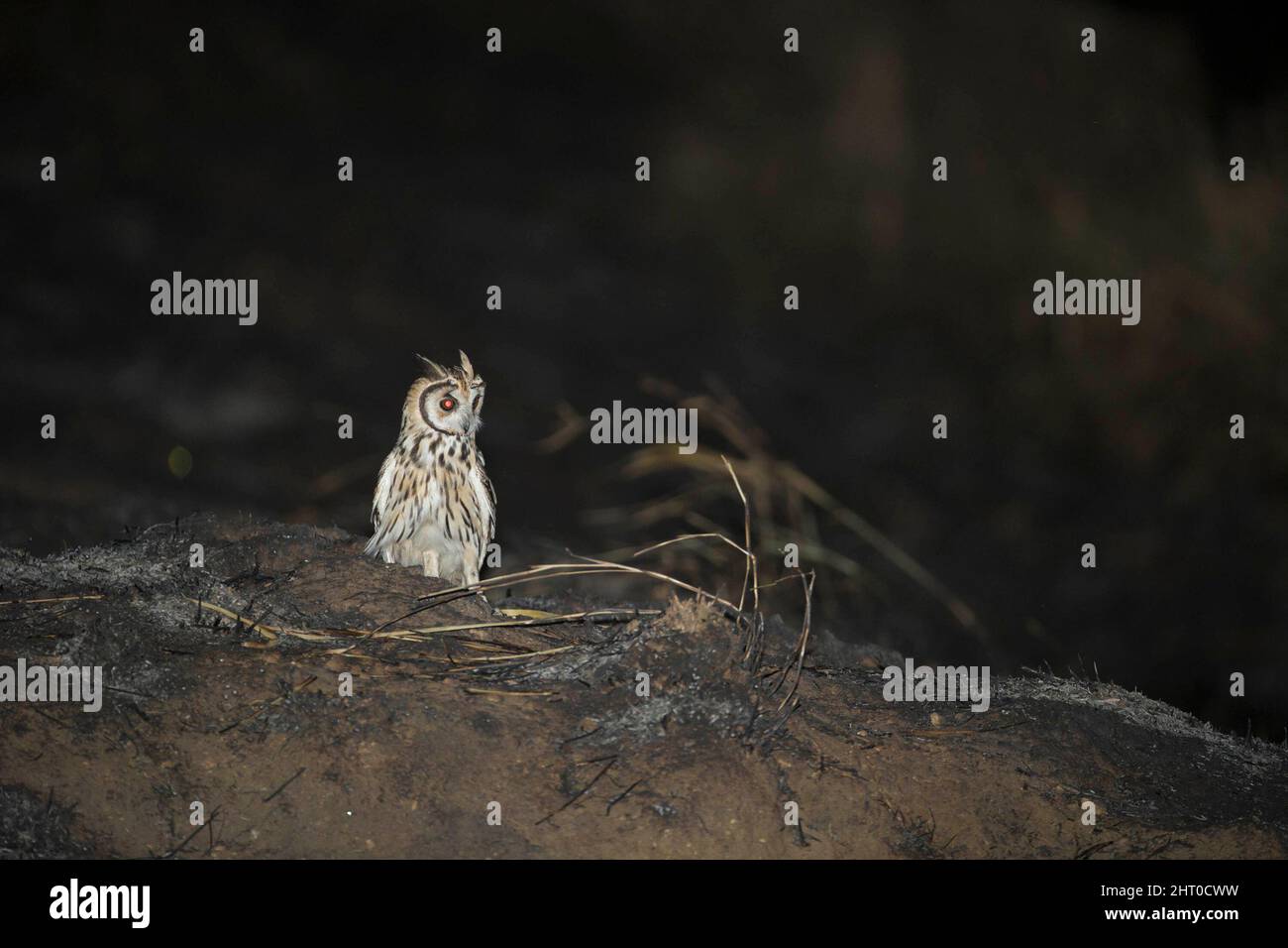 Gufo striato (asio clamator) al nido di notte. Pantanal settentrionale, Mato Grosso, Brasile Foto Stock