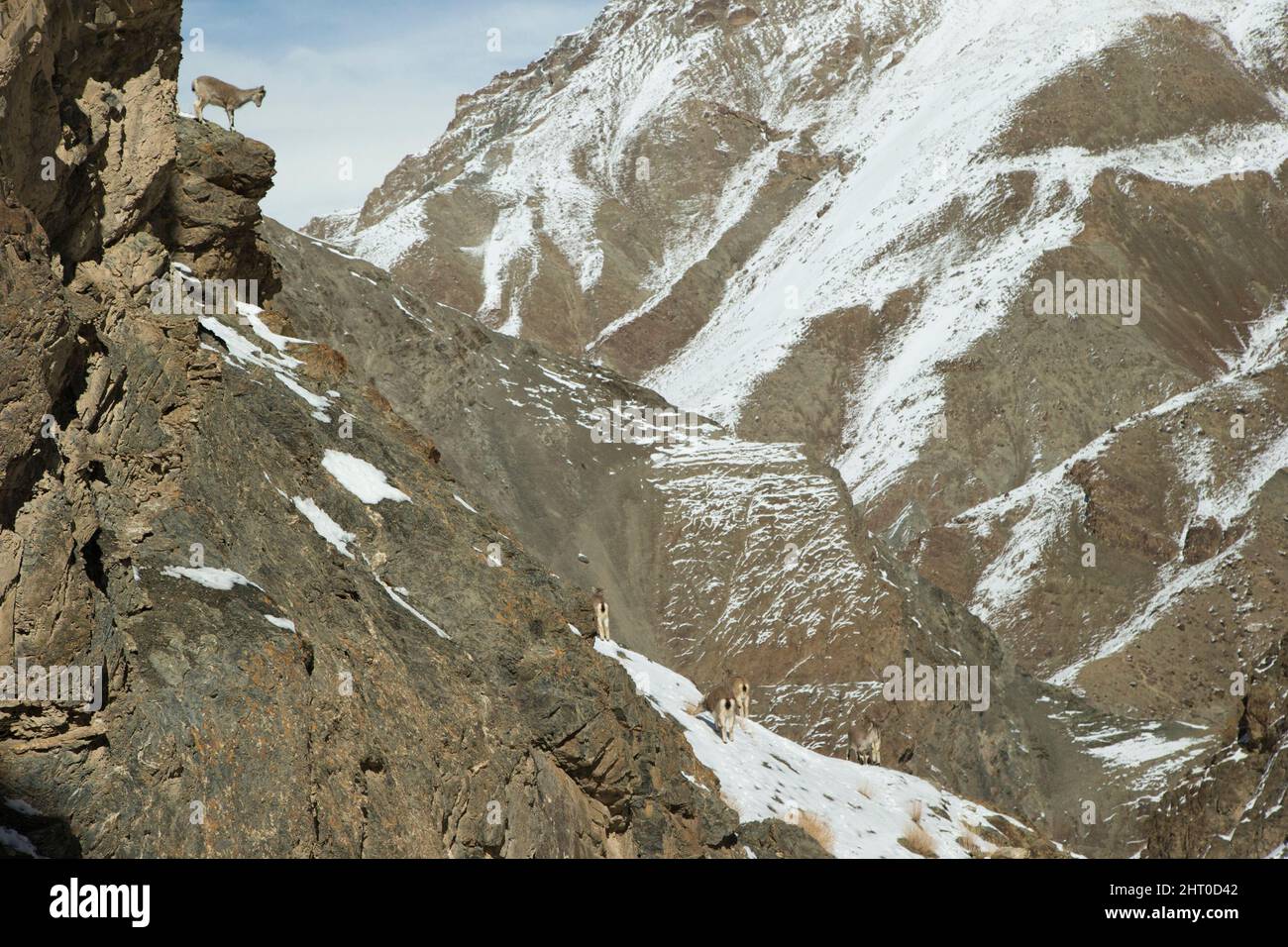 Bharal (Pseudois nayaur) gruppo alto in montagna. Hemis National Park, Ladakh, Jammu e Kashmir, India Foto Stock