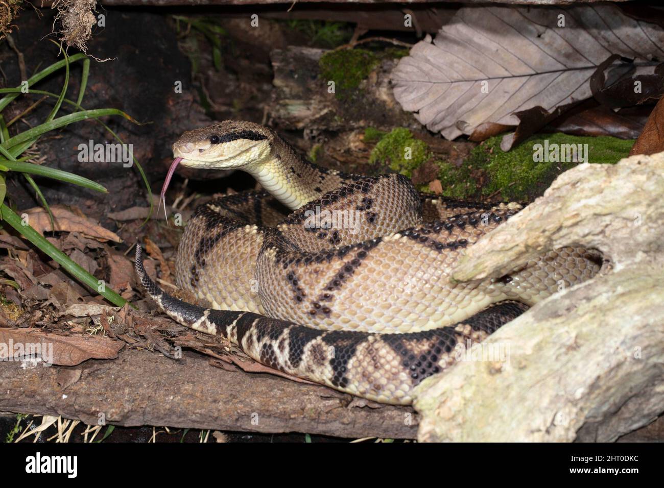 boscimaster dell'America centrale (stenophrys di Lachesis) avvolta in lettiera della foglia. Vulcano Arenal, Costa Rica Foto Stock