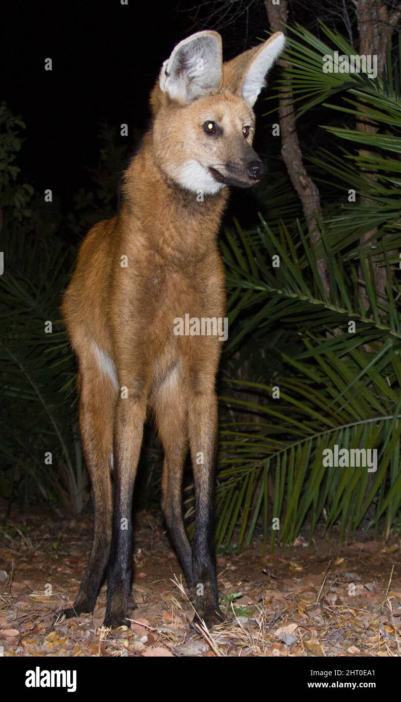 Lupo maneggiato (Chrysocyon brachyurus), su un sentiero di notte. Il Pantanal, Mato Grosso, Brasile Foto Stock