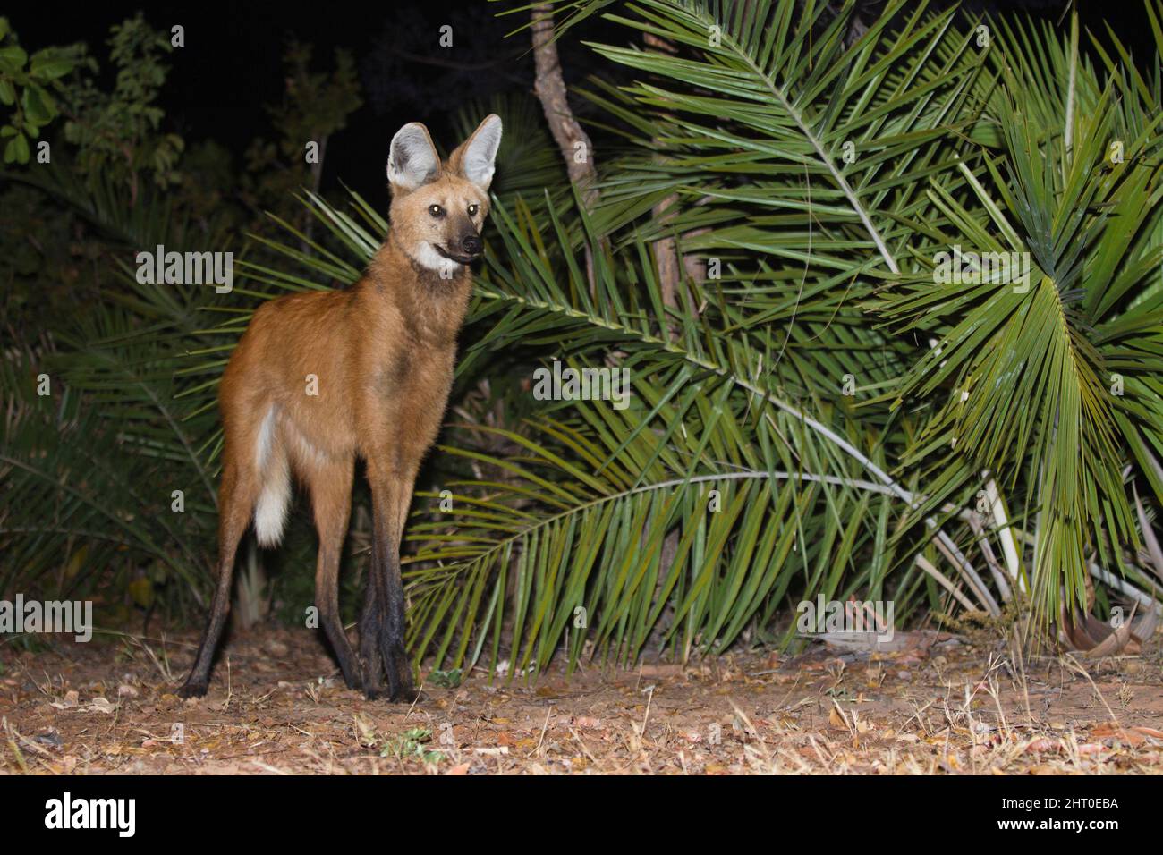 Lupo maneggiato (Chrysocyon brachyurus), su un sentiero di notte. Il Pantanal, Mato Grosso, Brasile Foto Stock