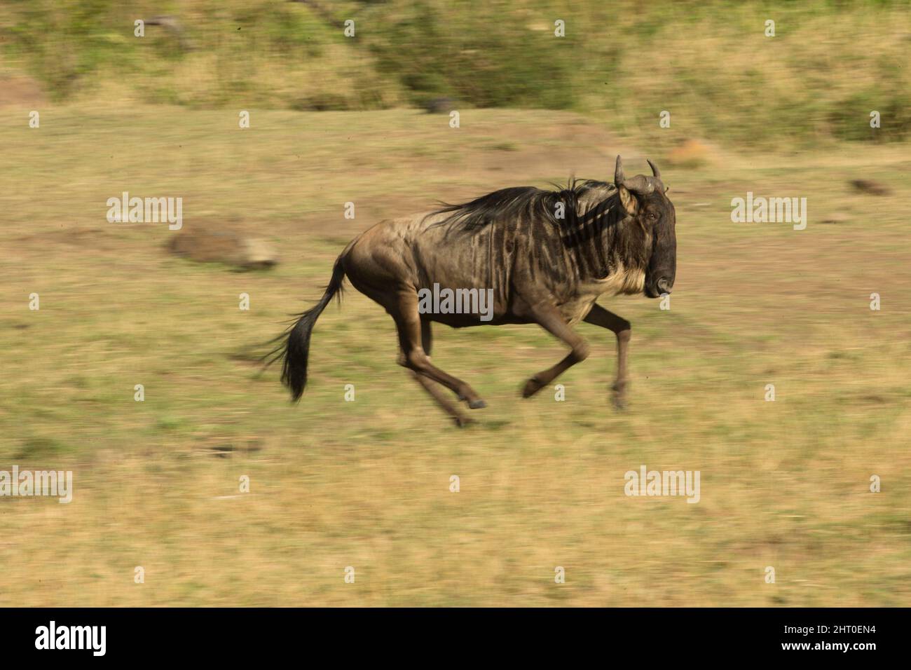 Blue wildebeest (Connochaetes taurinus) in esecuzione. Entrambi i sessi hanno corna, simili per dimensioni e forma. Masai Mara National Reserve, Kenya Foto Stock