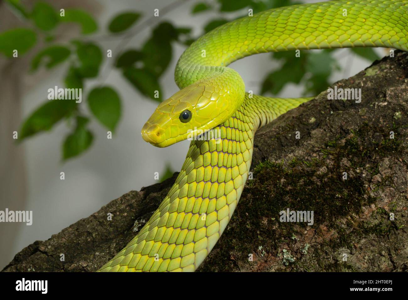 verde orientale mamba (Dendroaspis angusticeps) in movimento in un albero. Kenya Foto Stock