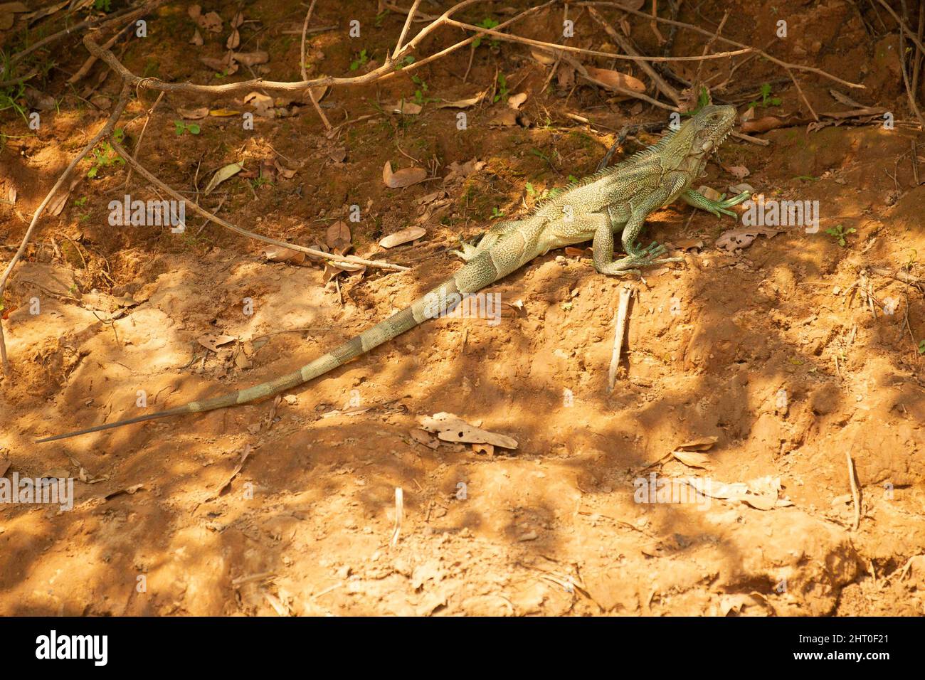 Verde iguana (Iguana iguana) su terreno sabbioso. Pantanal settentrionale, Brasile Foto Stock