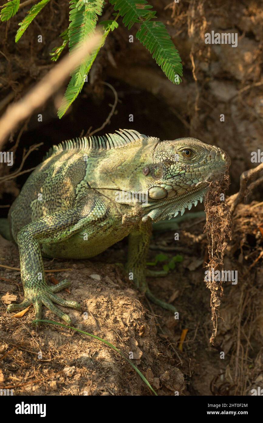 Iguana verde (Iguana iguana) di solito lunga circa 1,6 m. Pantanal settentrionale, Brasile Foto Stock