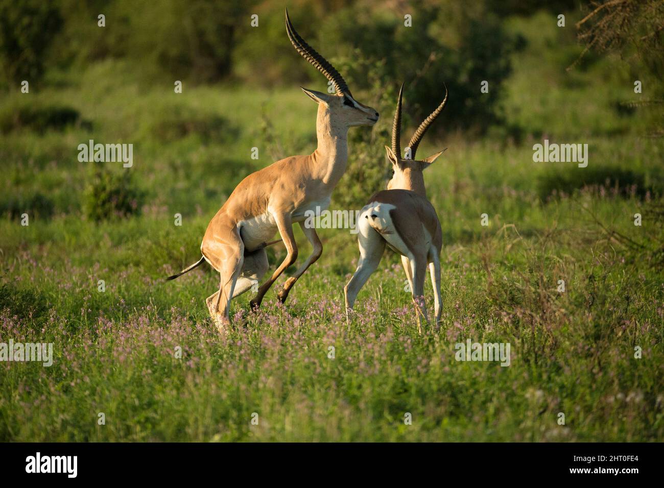 Gazelle di Grant (Nanger grandi) due maschi che combattono. Generalmente solo i maschi con forza approssimativamente uguale realmente combattono, altrimenti i combattimenti sono una questione di Foto Stock