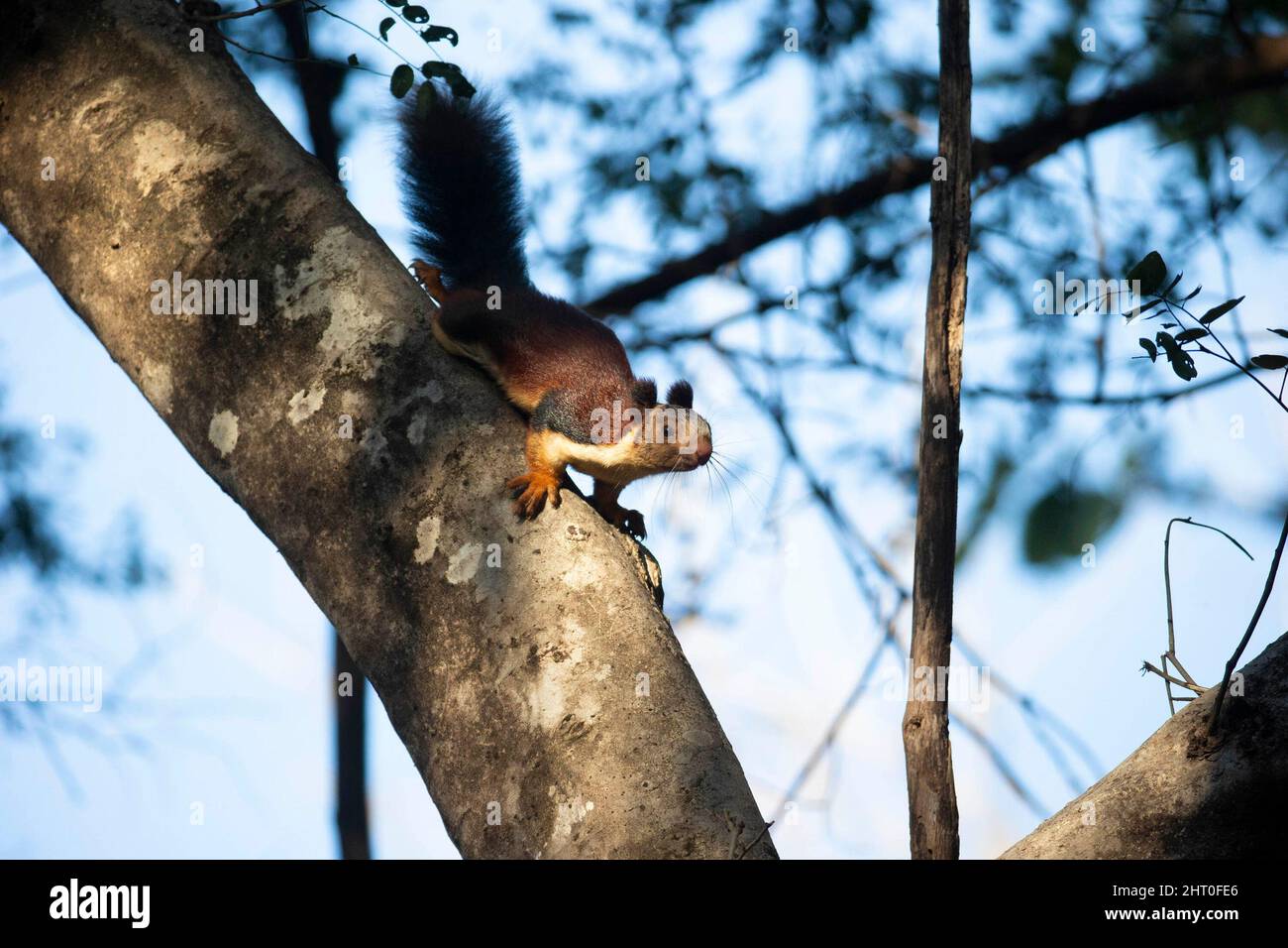 Scoiattolo gigante indiano (Ratufa indica) che scende un tronco d'albero, testa prima. Parco Nazionale di Satpura, Madya Pradesh, India Foto Stock