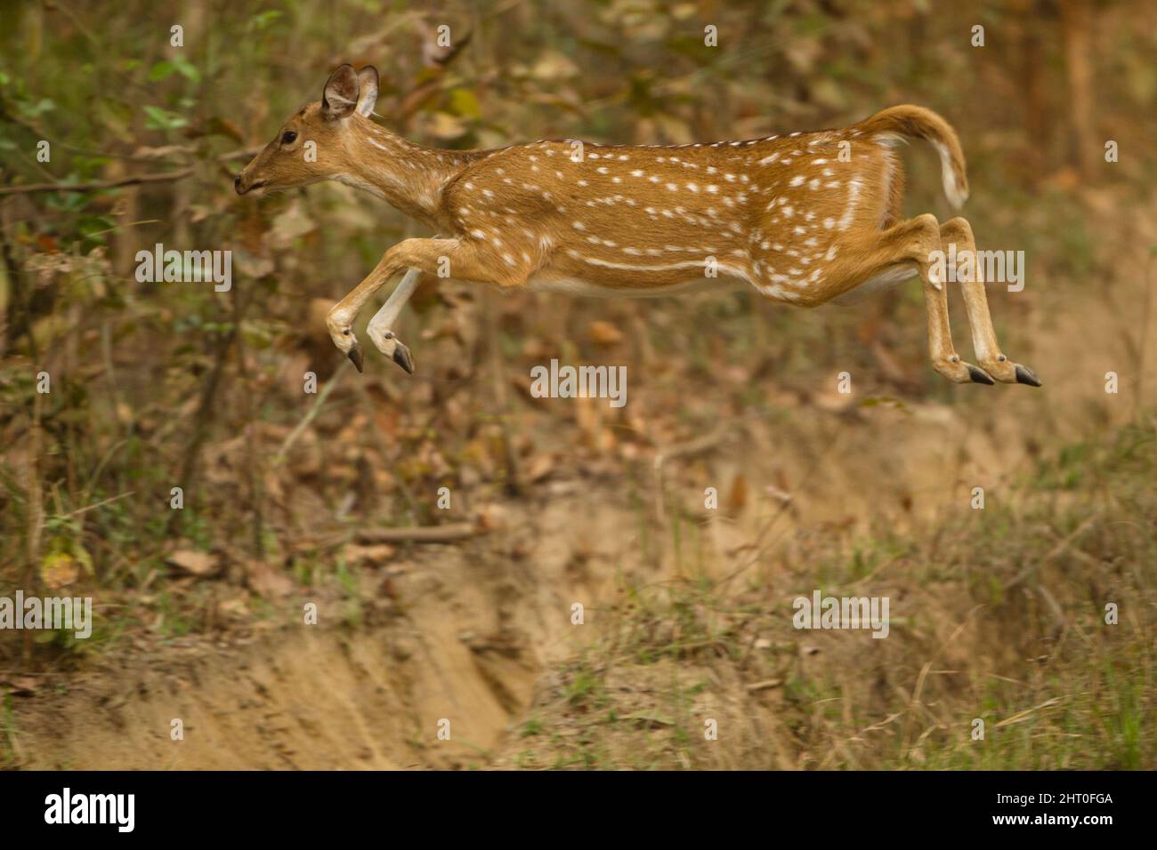 Vitale (asse), femmina che accelera dal pericolo. Chital può correre fino a 65 km/h per sfuggire a un predatore. Pench National Park, Madhya Pradesh, India Foto Stock