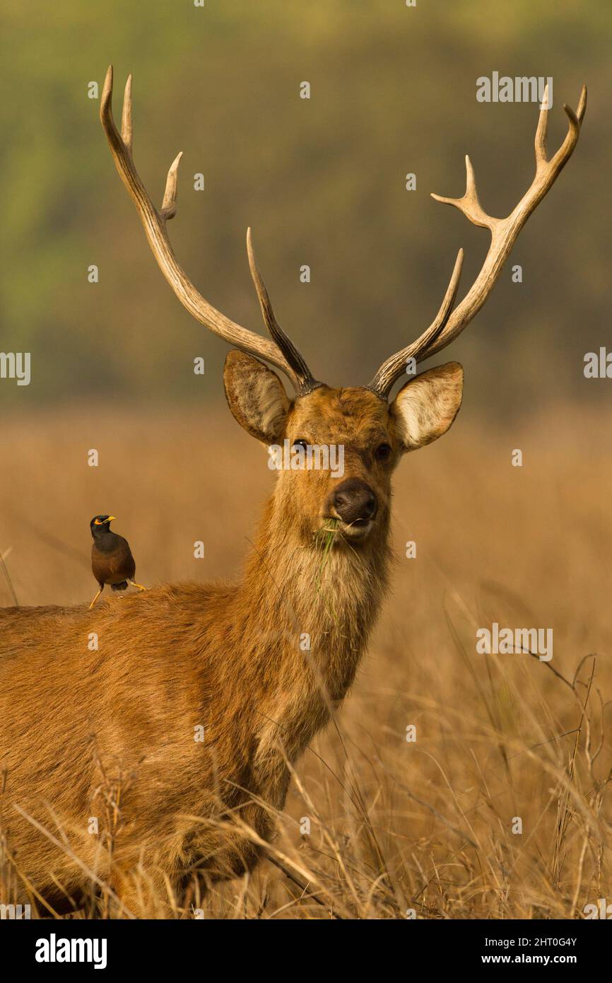 Barasingha occidentale (Rucervus duvaucelii), Parco Nazionale di Kanha, Madhya Pradesh, India Foto Stock