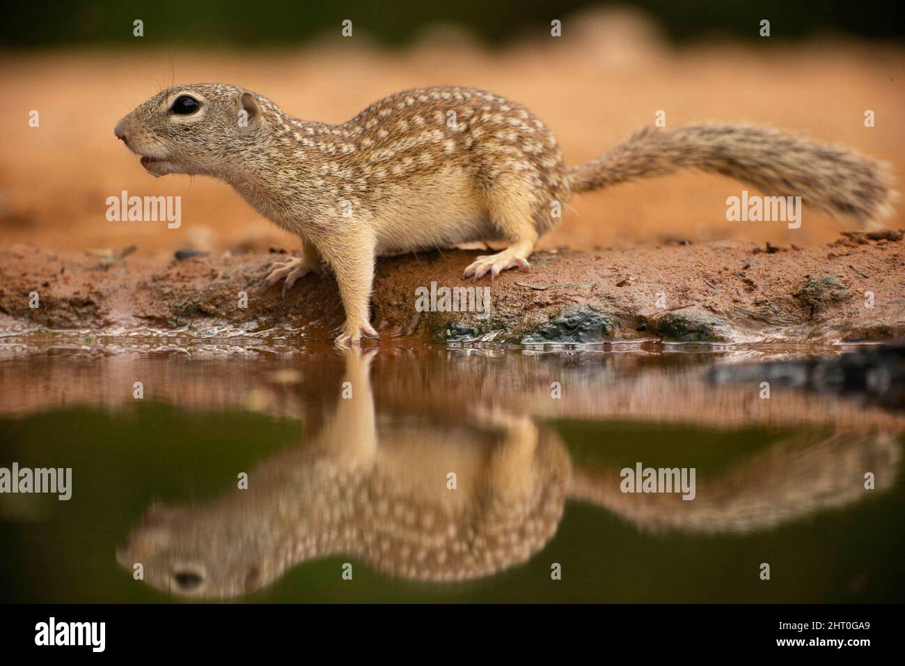 Scoiattolo messicano (Ictidomys mexicanus in un pozzo d'acqua. Texas, Stati Uniti Foto Stock