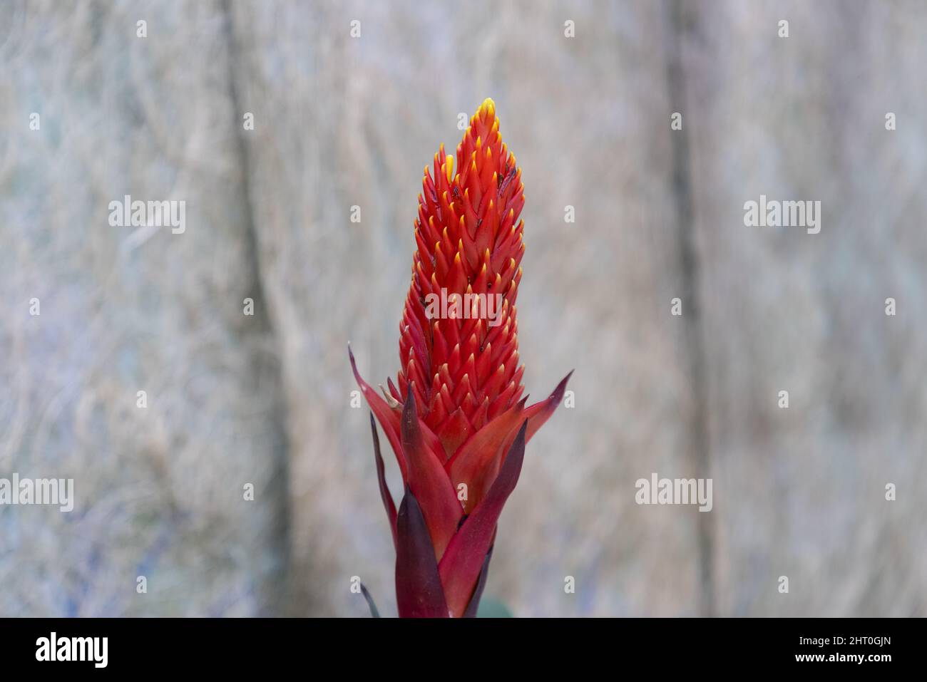 Fiore di quesnelia ibrida, o Bromeliaceae, una famiglia di piante da fiore monocot Foto Stock