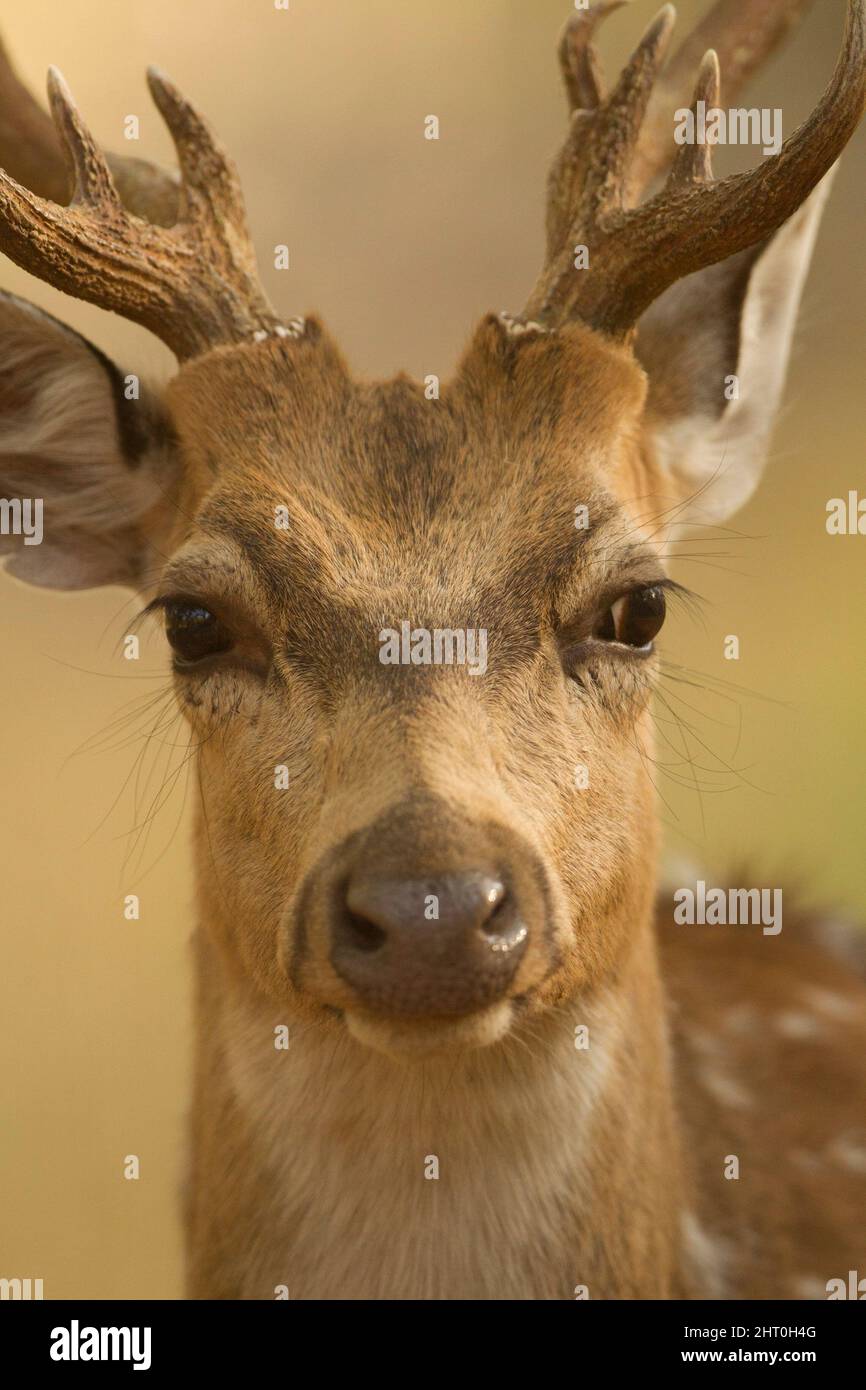 Chital (asse), testa, vista frontale. Parco Nazionale di Kanha, Madhya Pradesh, India Foto Stock
