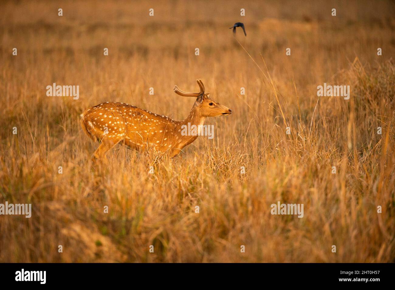 Chital (asse) che corre in erba secca alta. Parco Nazionale di Kanha, Madhya Pradesh, India Foto Stock