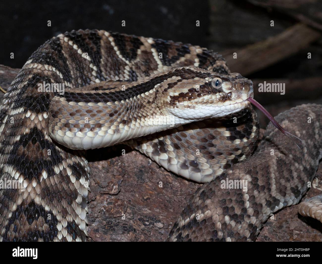 Ritratto del serpente sudamericano (Crotalus durissus) con testa sollevata dalla bobina, linguetta sporgente. Vulcano Arenal, Costa Rica Foto Stock