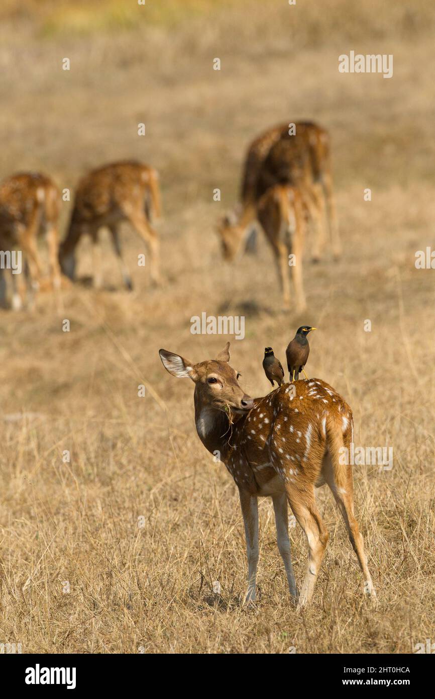 Chital (asse), con due uccelli sulla schiena. Parco Nazionale di Kanha, Madhya Pradesh, India Foto Stock