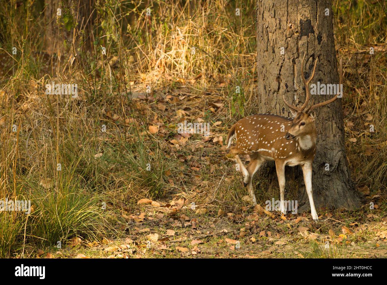 Chital (asse), Parco Nazionale di Kanha, Madhya Pradesh, India Foto Stock