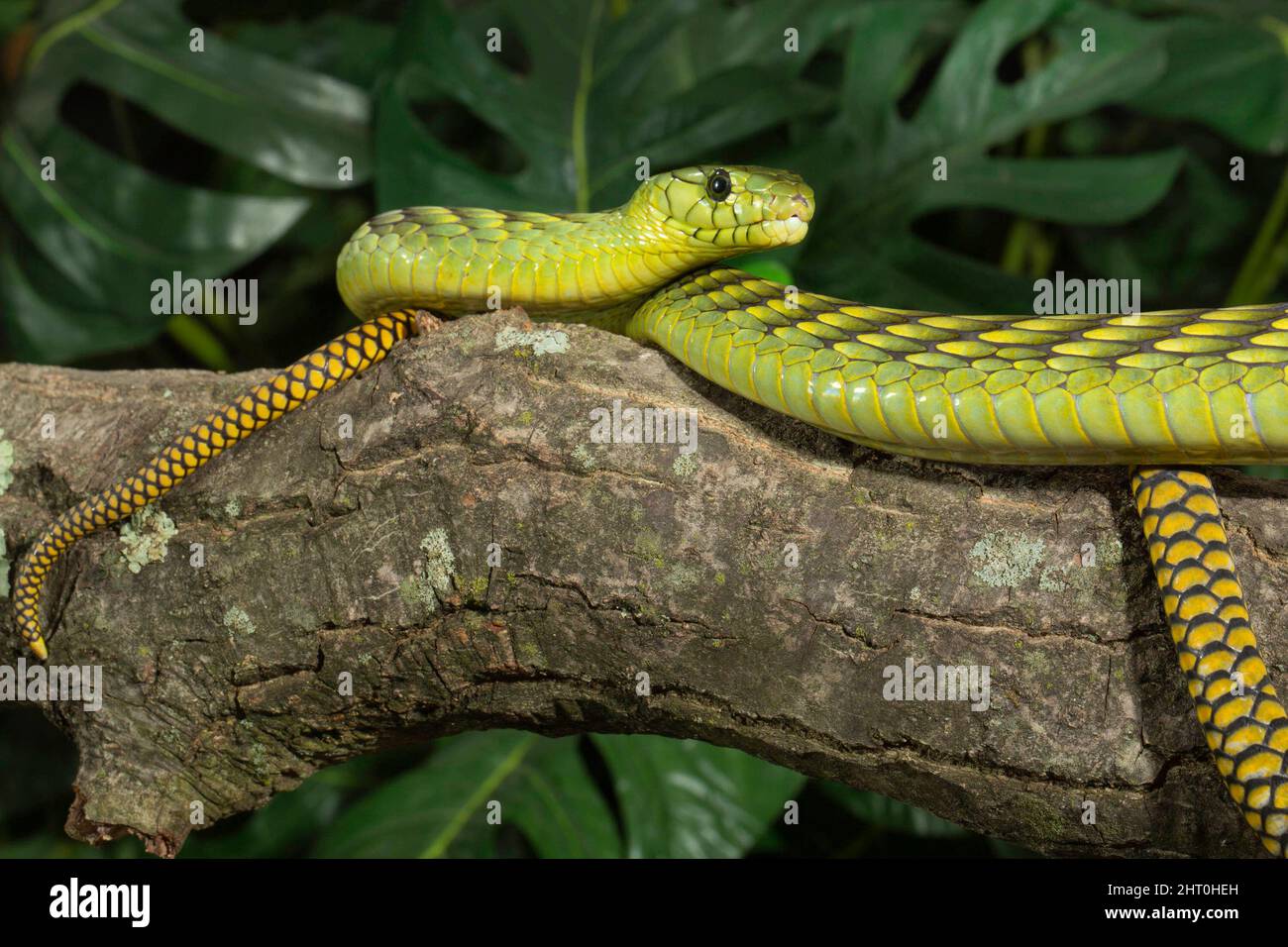 Verde occidentale mamba (Dendroaspis viridis), su un ramo, un serpente slanciato molto pericoloso che può crescere fino a 2,4 m ma è di solito tra 1,4 e 2,1 metri Foto Stock