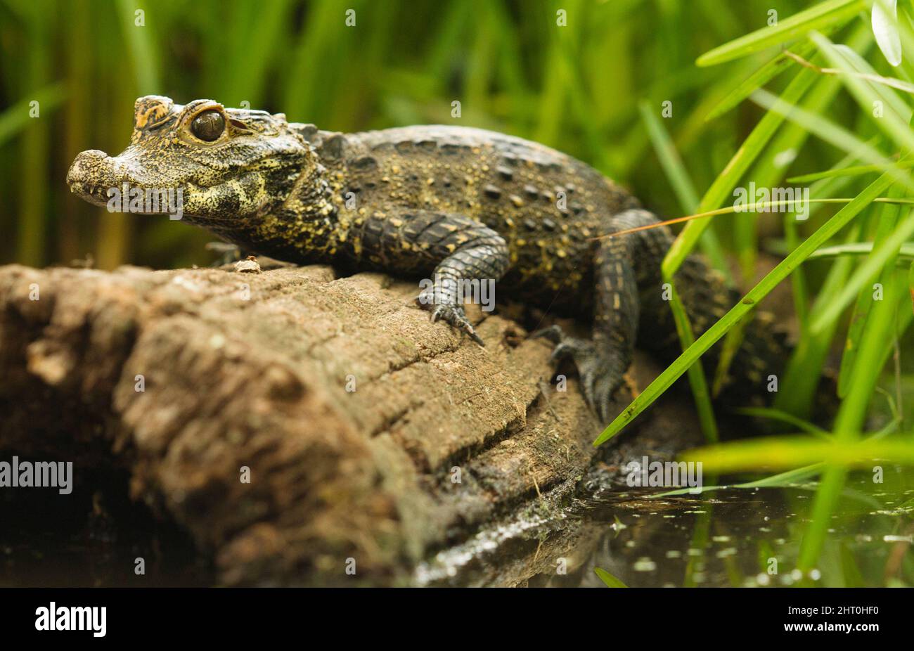 Coccodrillo nano (Osteolaemus tetraspis) abitante di fiumi lenti nella foresta pluviale, e piscine permanenti nelle paludi. Origine: Africa occidentale e C occidentale Foto Stock