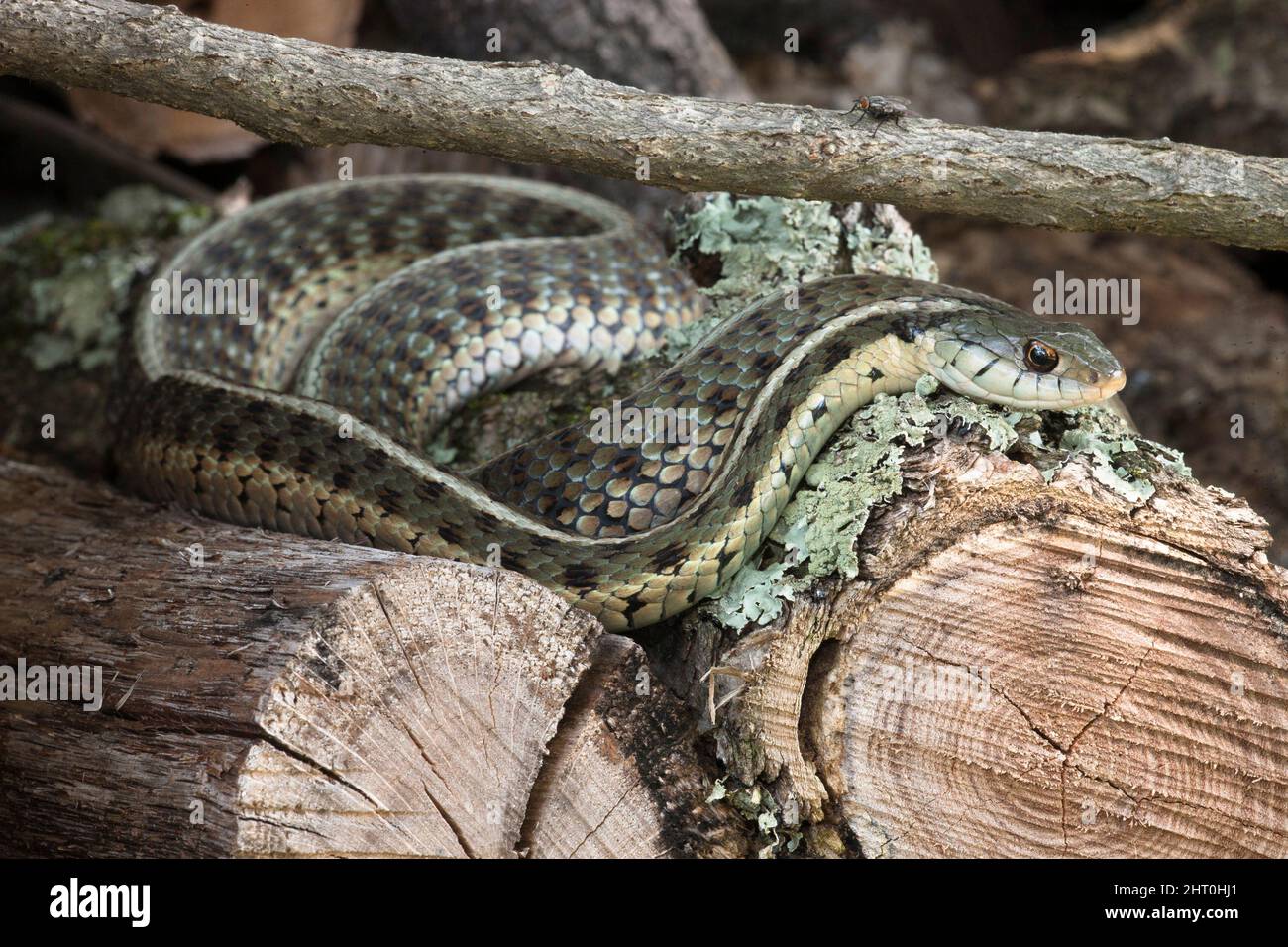 Serpente di garter orientale (Thamnophis sirtalis sirtalis) su un palo di legno di fattoria. Pennsylvania centrale, Stati Uniti Foto Stock