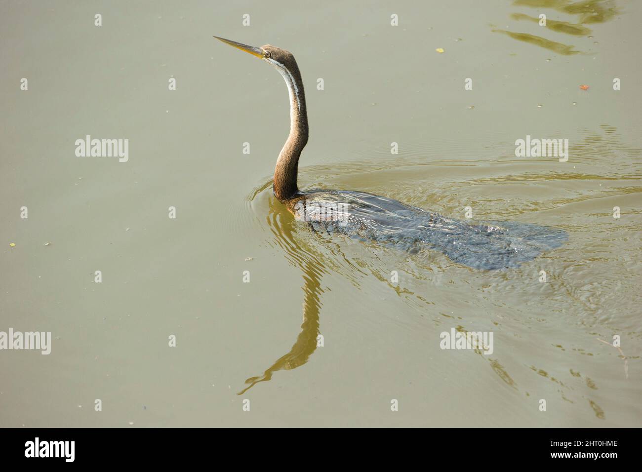 Darter orientale (Anhinga melanogaster) nuoto basso in acqua. Kaziranga National Park, Madhya Pradesh, India Foto Stock