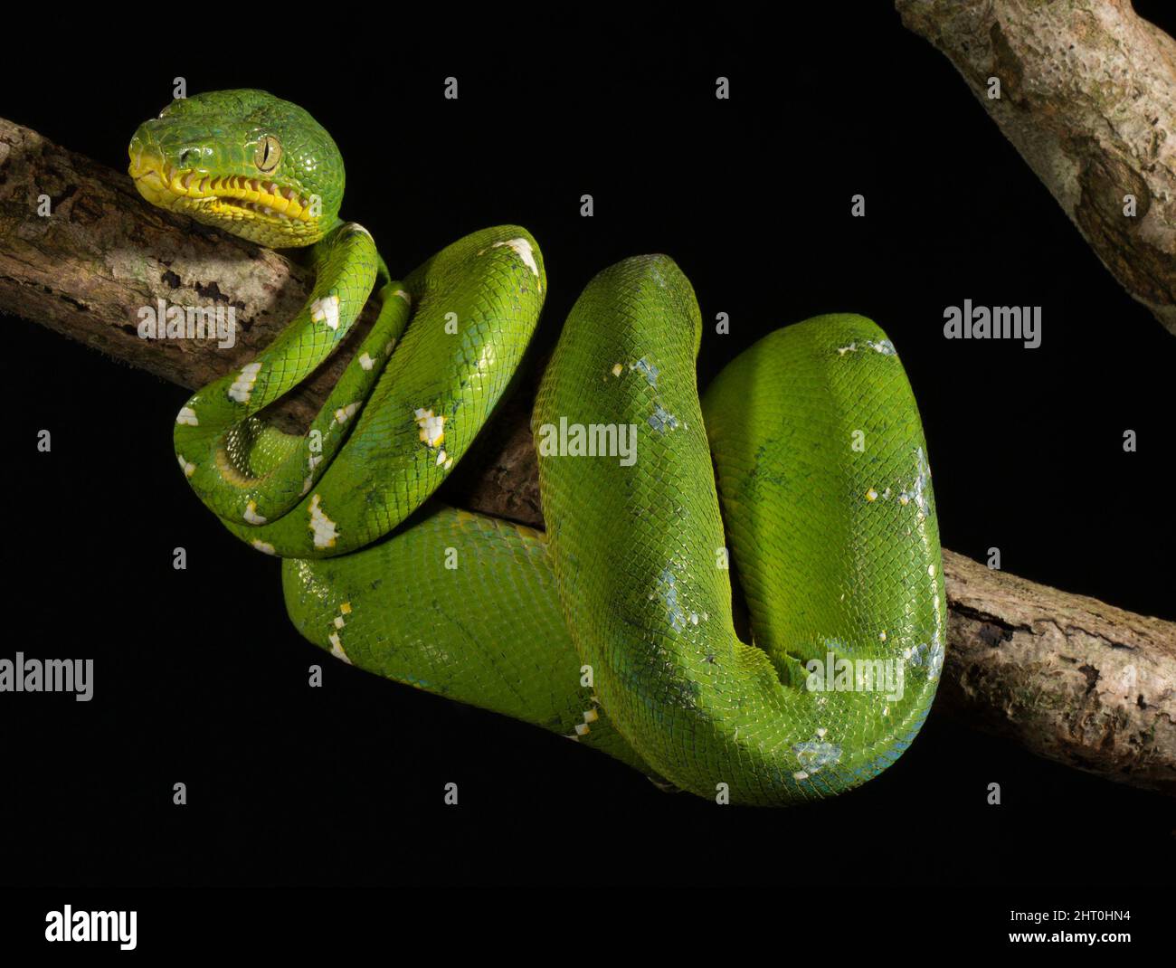 Boa di smeraldo (Corallus caninus) avvolta intorno ad un ramo di albero di notte. Origine: Sud America tropicale Foto Stock