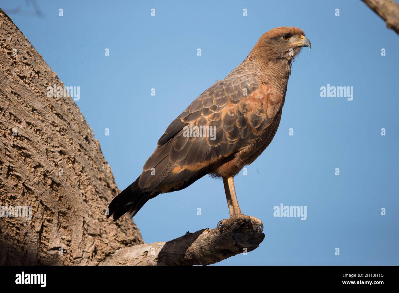 Grande falco nero (Buteogallus urubitinga) su un ramo morto che cerca preda. Pantanal, Mato Grosso, Brasile Foto Stock