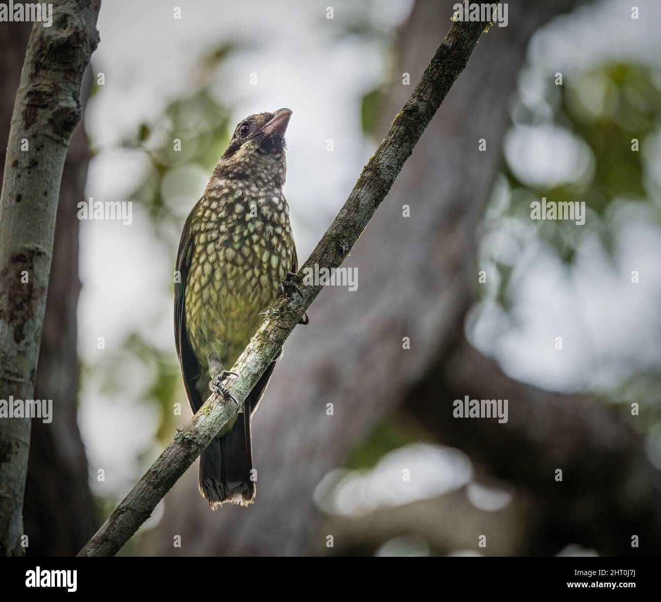 Un catbird avvistato si trova arroccato su un ramo di albero della foresta pluviale sul Peterson Creek a Yungaburra sulle Atherton Tablelands in QLD, Australia. Foto Stock