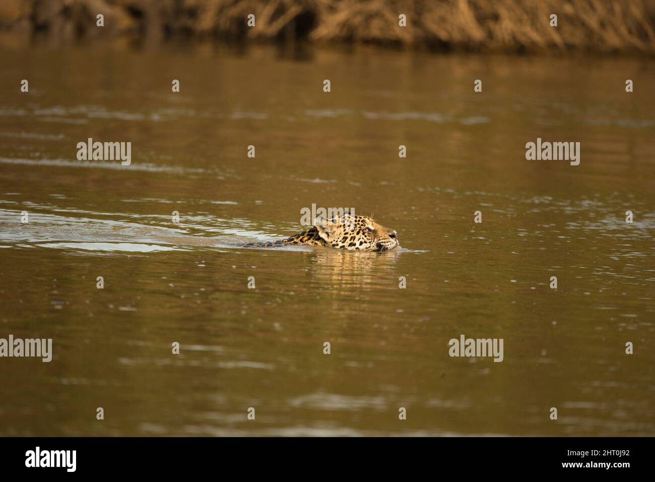 Giaguaro (Panthera onca), maschio che nuotano in un fiume. Pantanal, Mato Grosso, Brasile Foto Stock