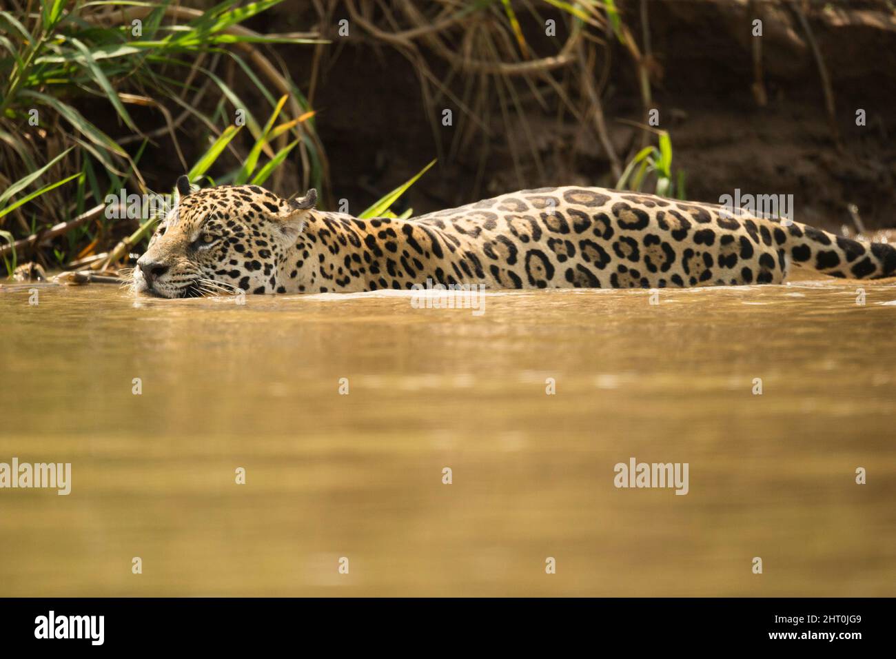 Jaguar (Panthera onca), maschio, nuoto. Pantanal, Mato Grosso, Brasile Foto Stock