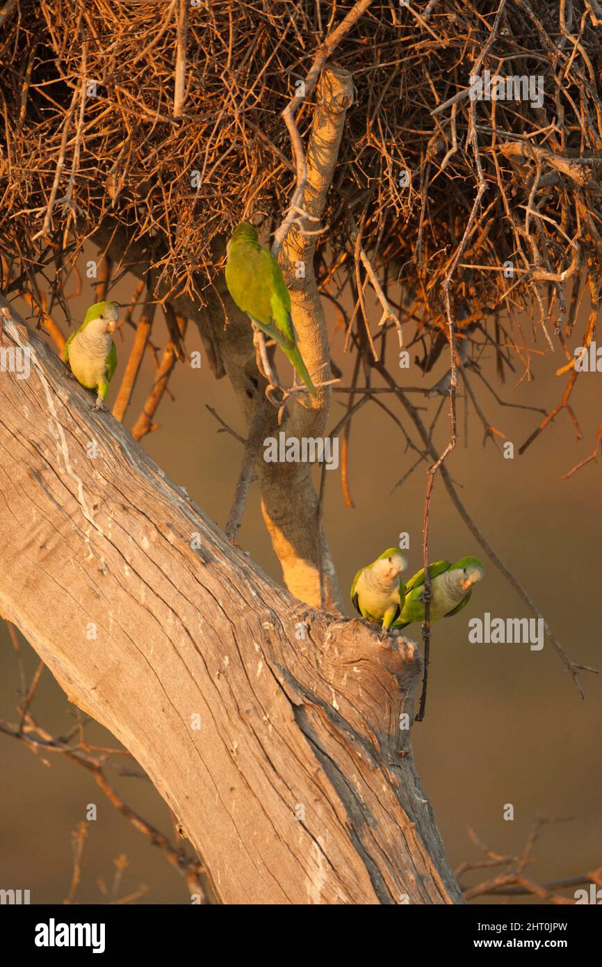 Parakeets monaco (Myiopsitta monachus) quattro uccelli in un albero. Pantanal, Mato Grosso, Brasile Foto Stock