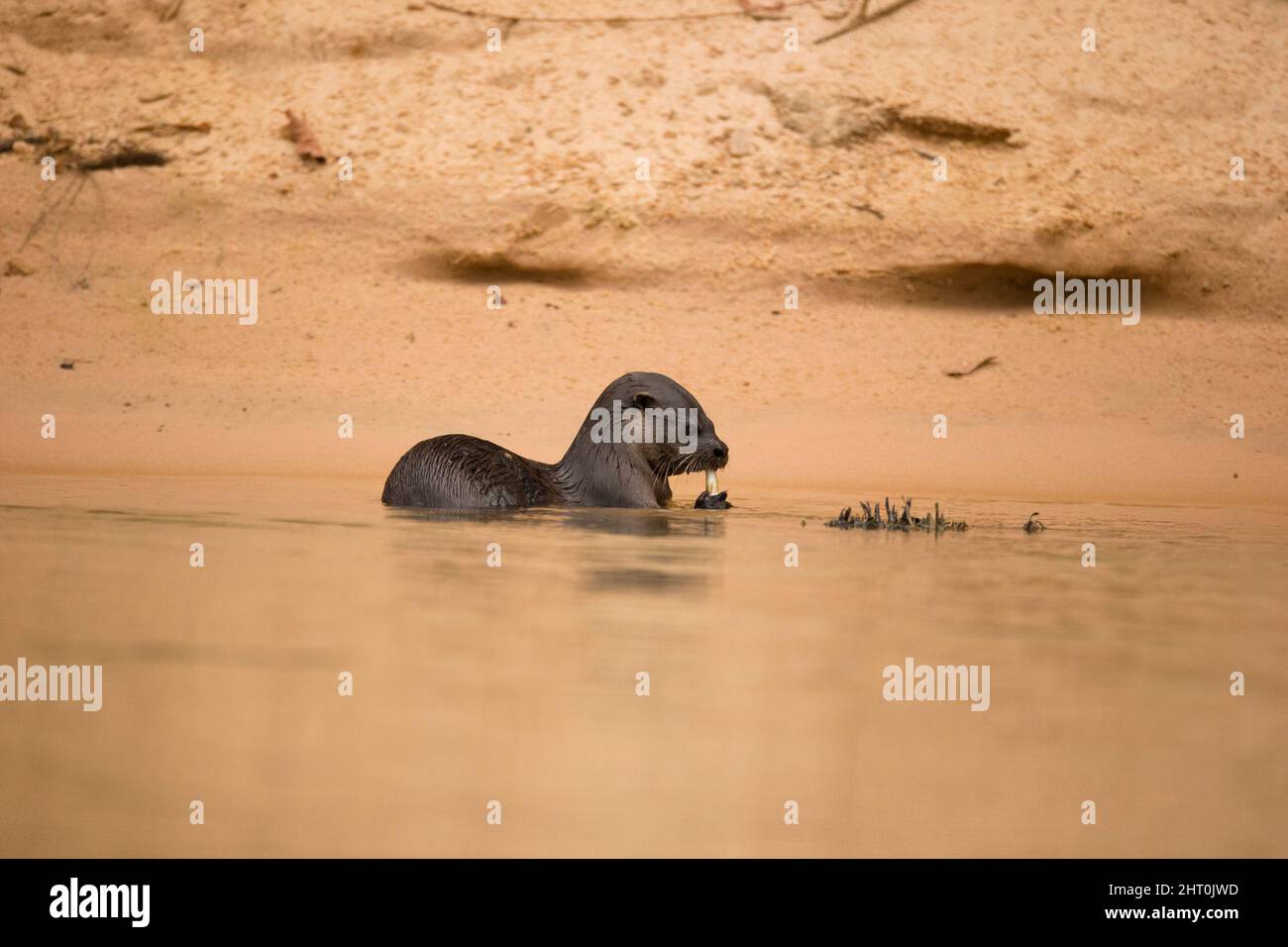 Lontra neotropico (Lontra longicaudis) che mangia pesce appena pescato in baracche da riva del fiume. Pantanal, Mato Grosso, Brasile Foto Stock