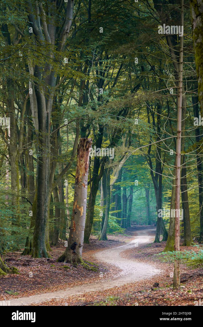 Primo piano di un sole che brilla attraverso gli alberi in una foresta Foto Stock