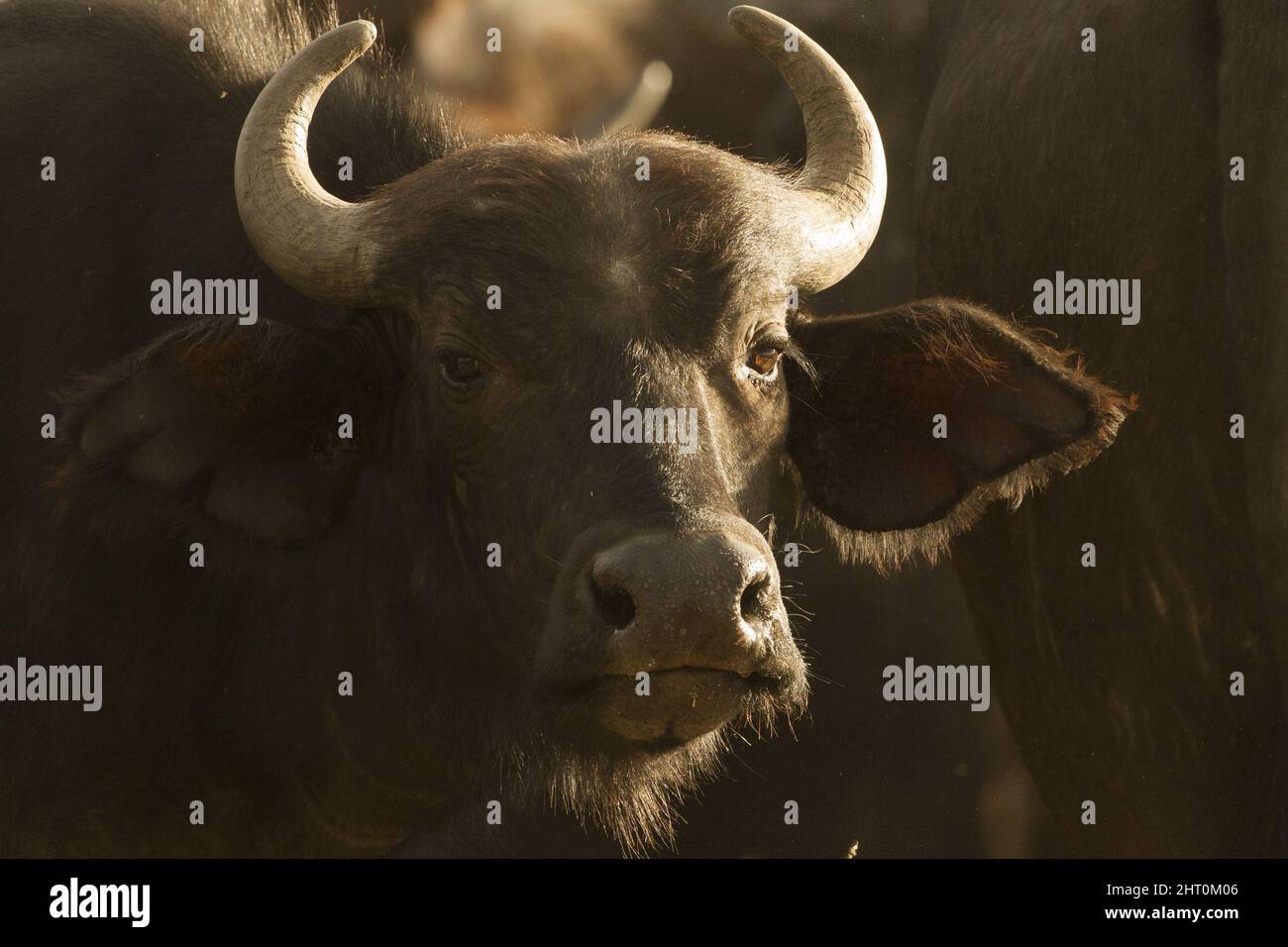 Bufalo africano (Syncerus caffer), testa. Masai Mara National Reserve, Kenya Foto Stock