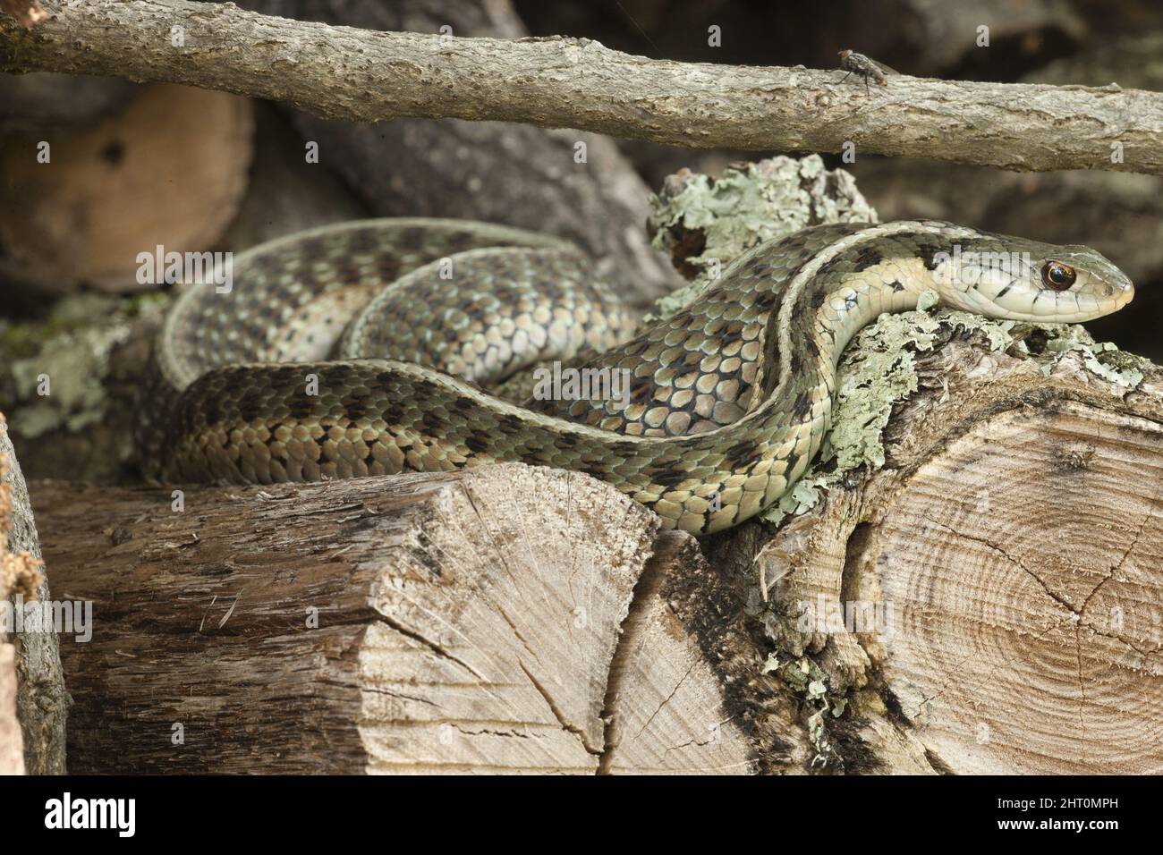 Serpente di garter orientale (Thamnophis sirtalis sirtalis) che poggia su un palo di legno. Pennsylvania, Stati Uniti Foto Stock