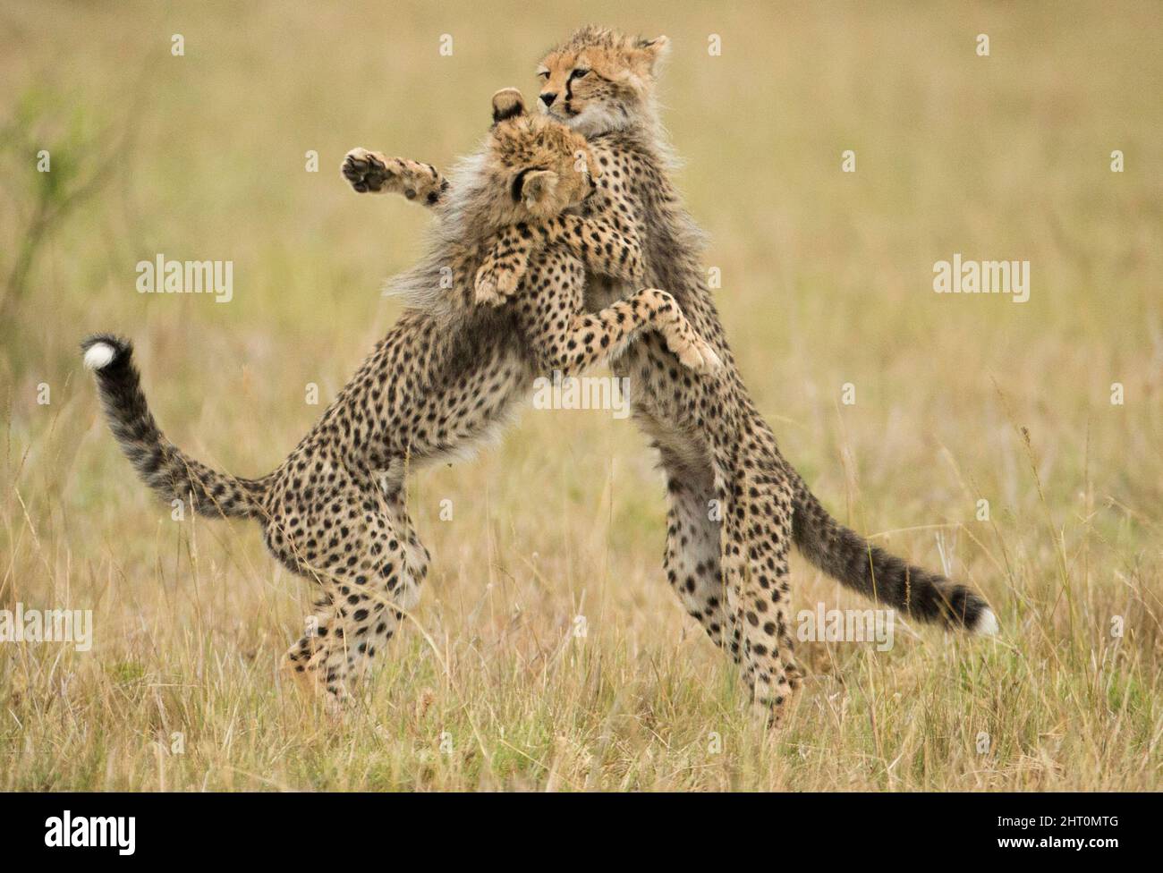 Cheetah (Acinonyx jubatus), due cubs playfighting. Entrambi ancora con il mantello grigio bluastro di pelliccia che perderanno a circa tre mesi di età. Ma Foto Stock