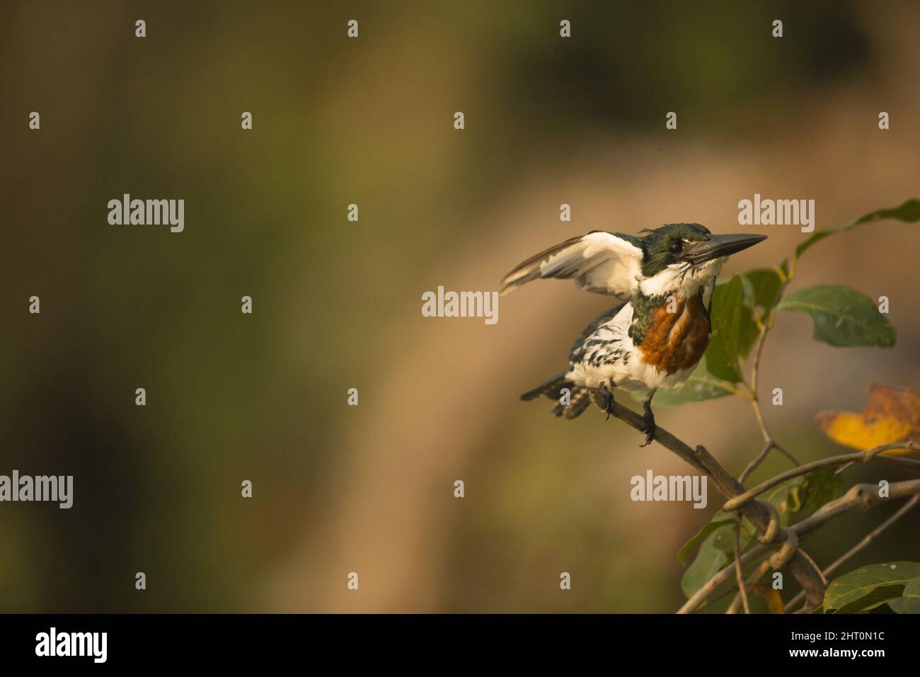 Legno crownymph (Thalurania fannyi) maschio in volo. Ecuador Foto Stock