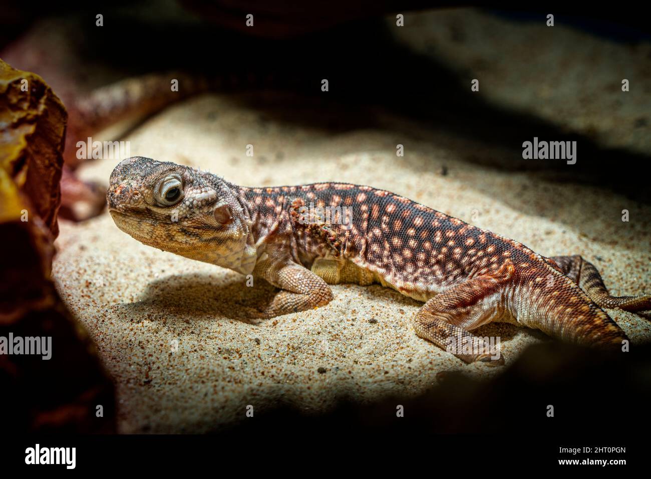 Primo piano del drago centrale (ctenophorus nuchalis) Foto Stock