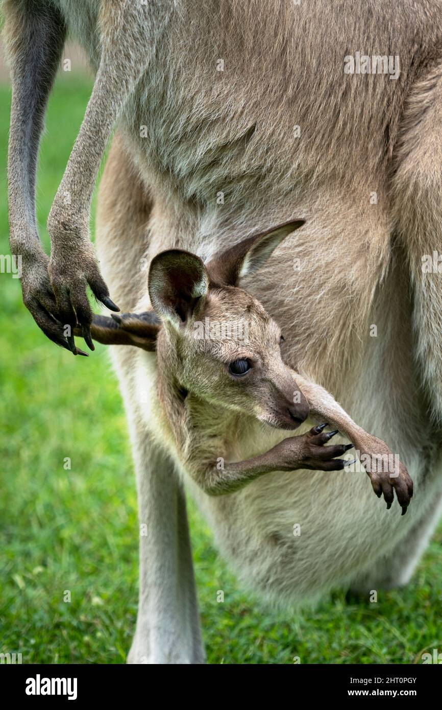 Primo piano del giovane canguro grigio orientale joey Macropus giganteus- con la testa che sporge dalla tasca della madre. Foto Stock
