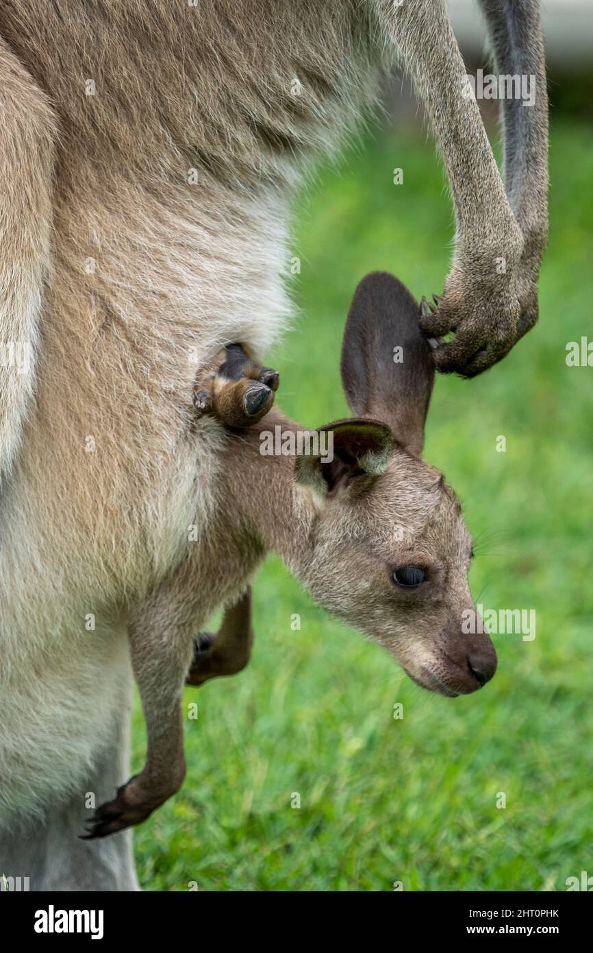 Primo piano del giovane canguro grigio orientale joey Macropus giganteus- con la testa che sporge dalla tasca della madre. Foto Stock