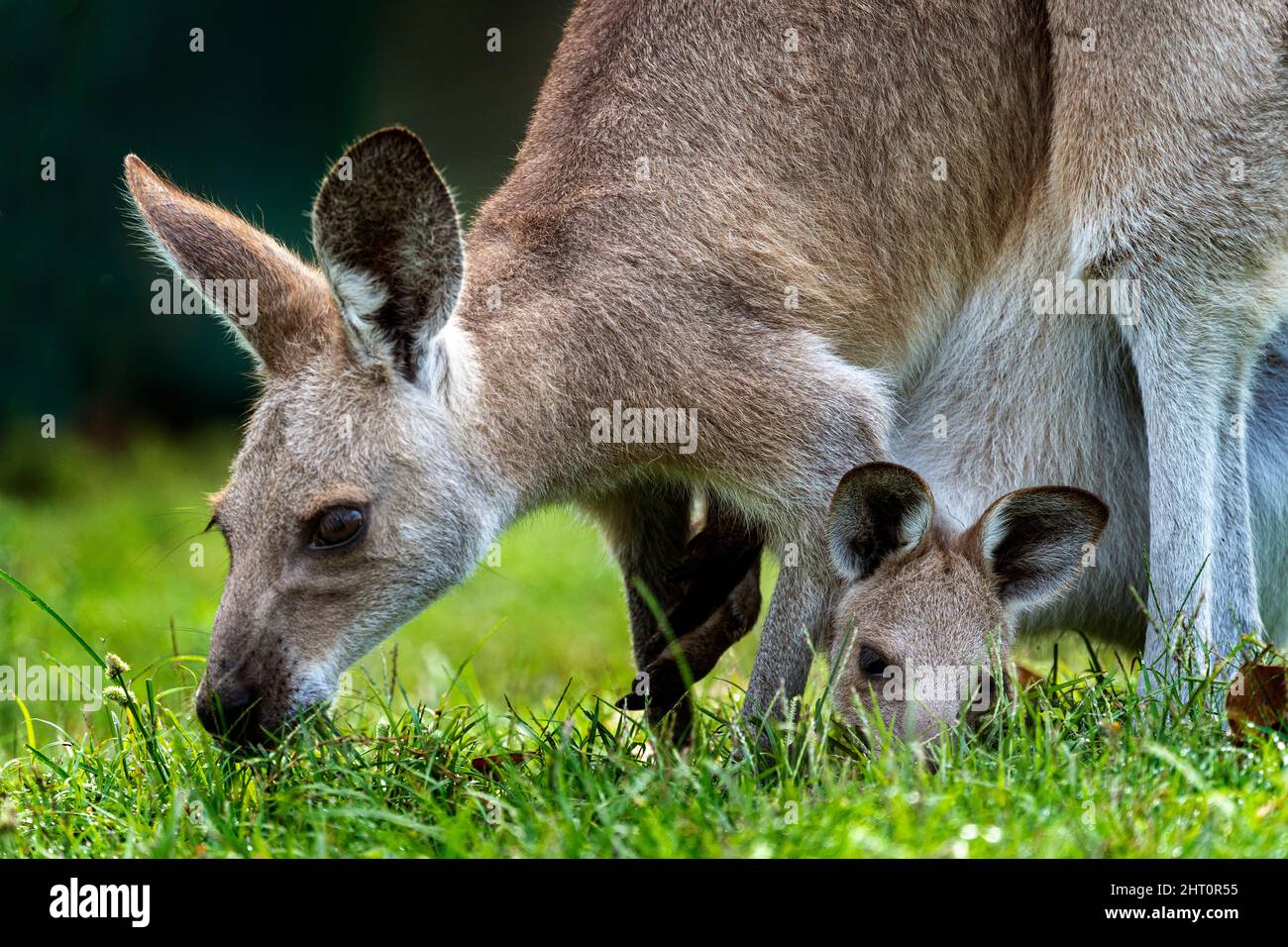 Primo piano del giovane canguro grigio orientale joey Macropus giganteus- con la testa che sporge dalla tasca della madre. Foto Stock